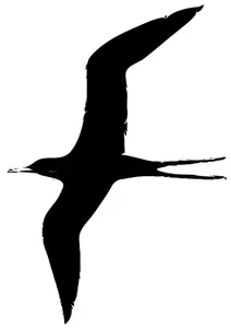 Frigate bird vector illustration